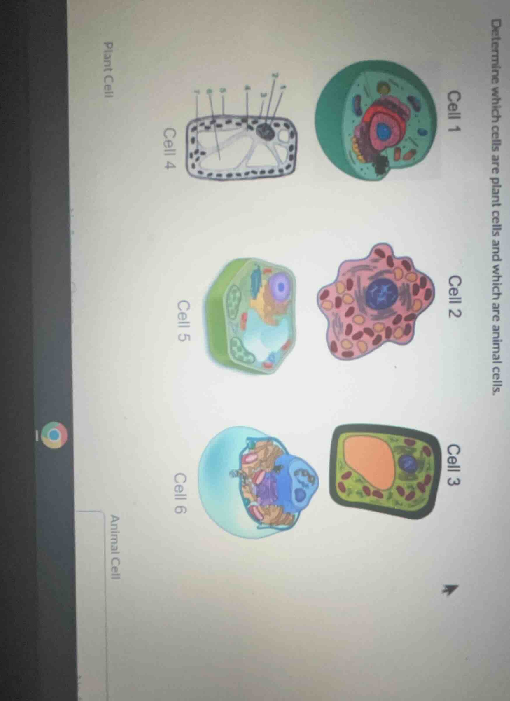 determine which cells are plant cells and which are animal cells. plant…