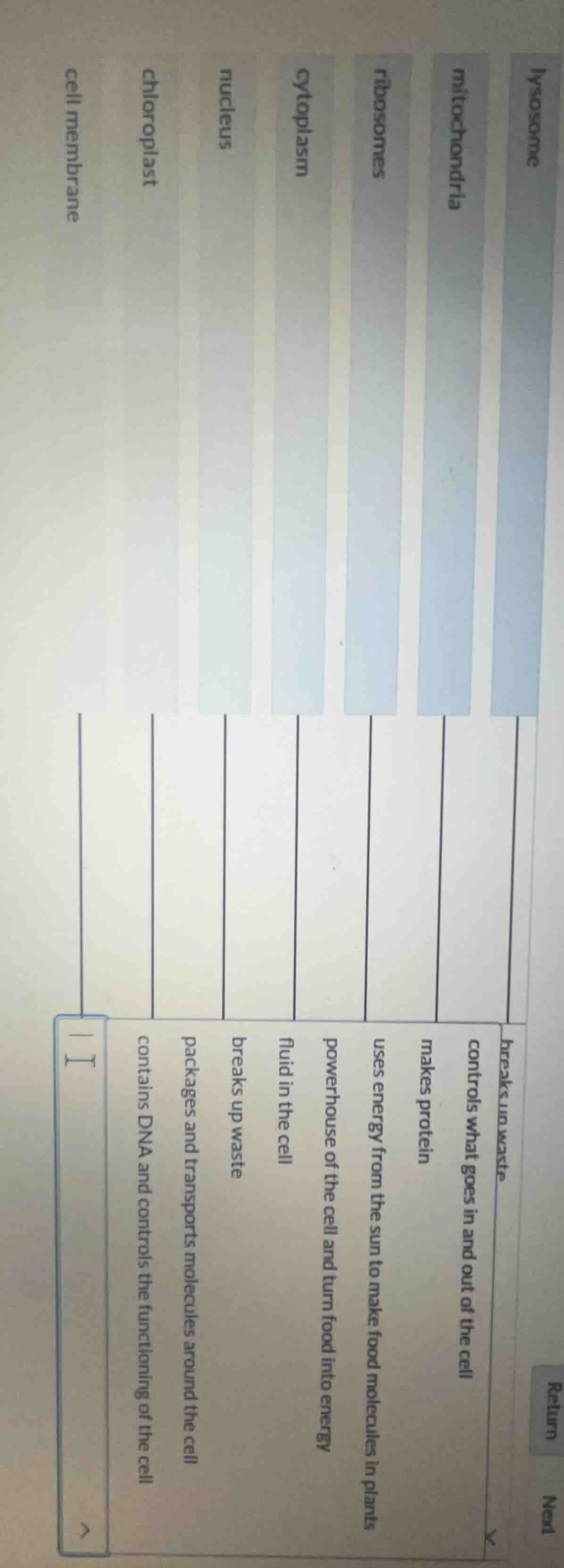 lysosome mitochondria ribosomes cytoplasm nucleus chloroplast cell memb…