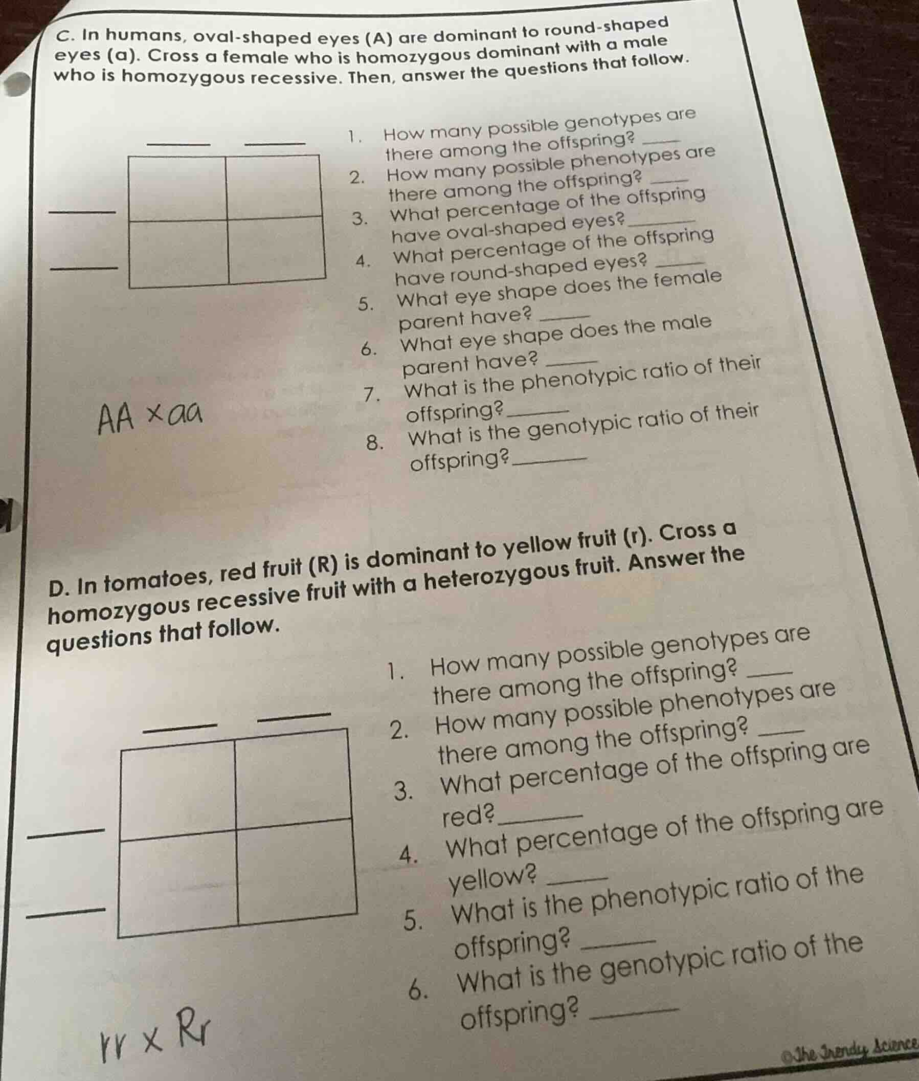 c. in humans, oval - shaped eyes (a) are dominant to round - shaped eye…