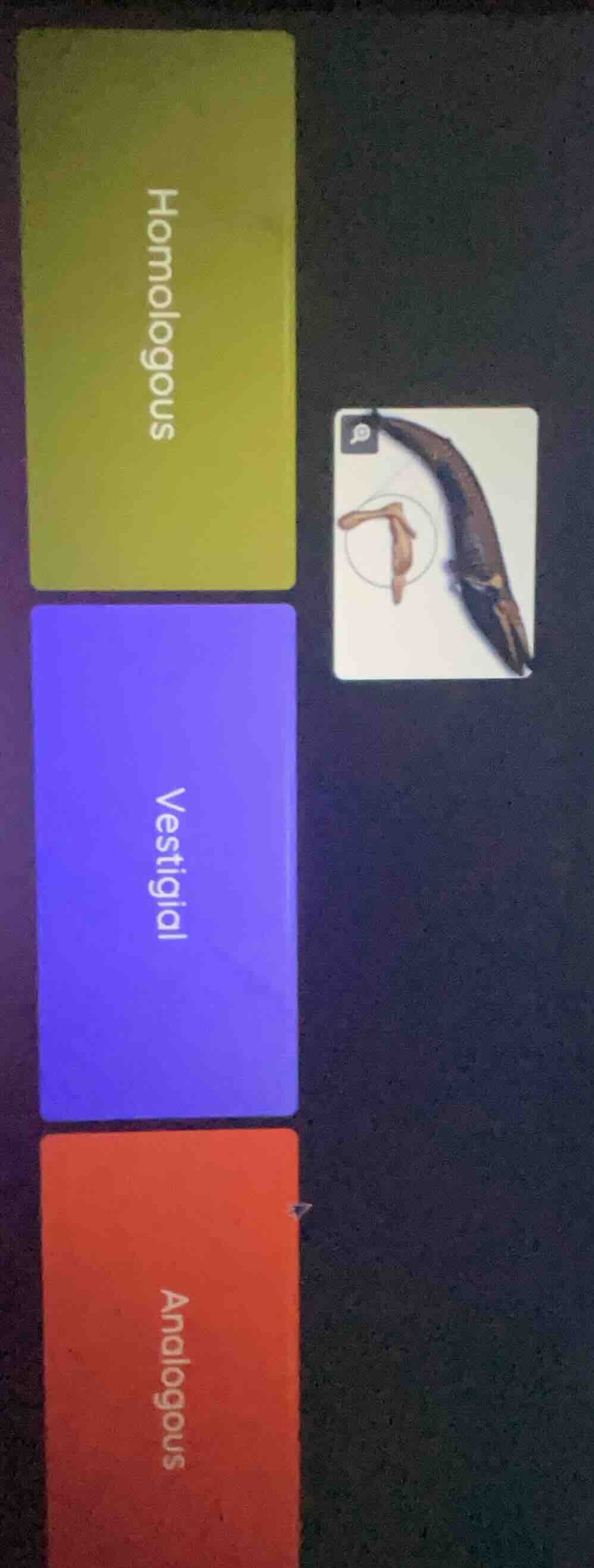 homologous vestigial analogous