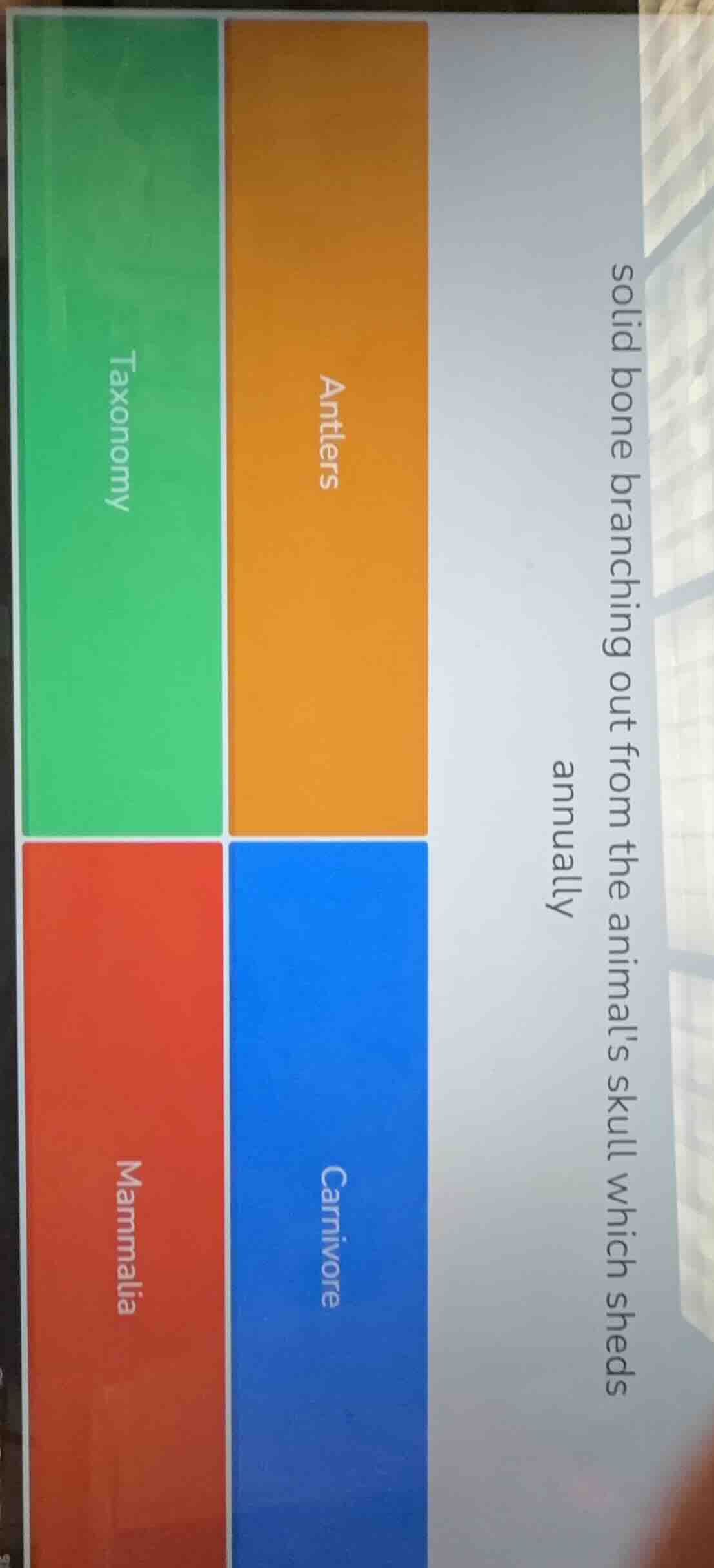 solid bone branching out from the animals skull which sheds annually; a…