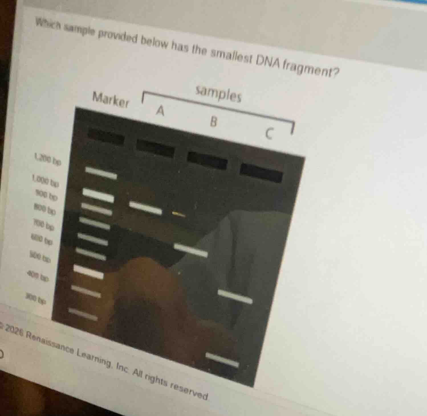 which sample provided below has the smallest dna fragment?