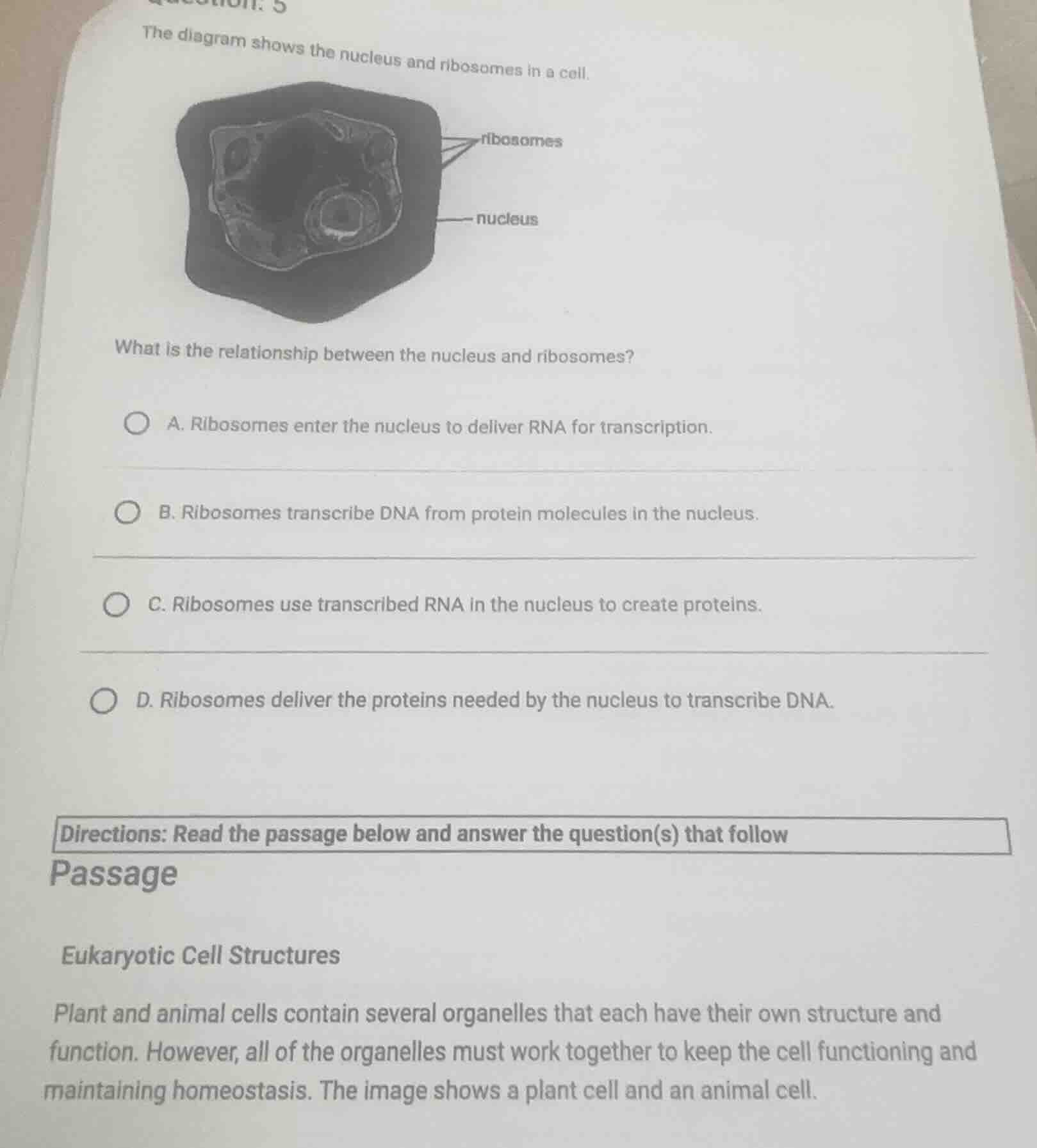 the diagram shows the nucleus and ribosomes in a cell. what is the rela…