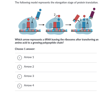the following model represents the elongation stage of protein translat…