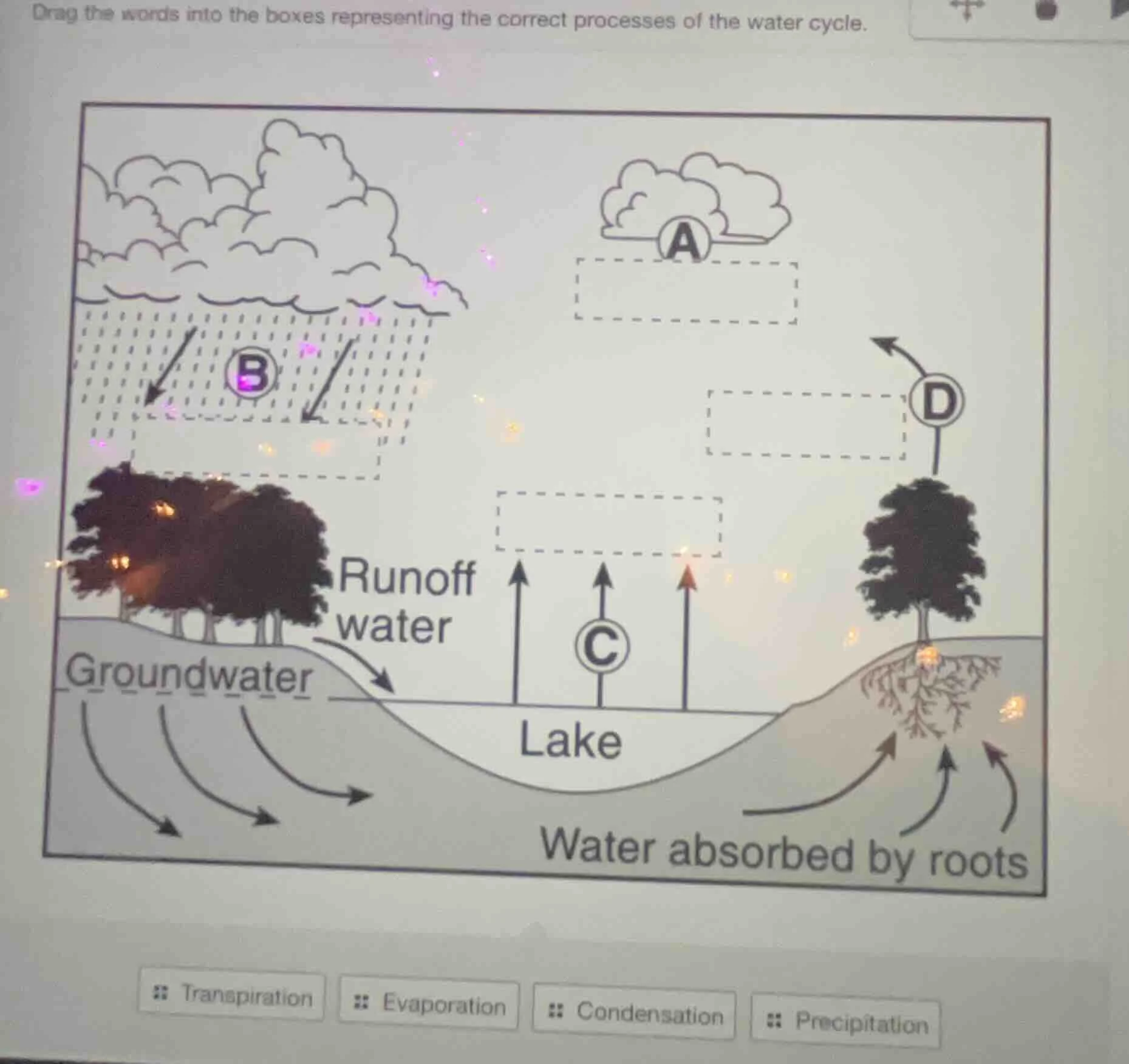 drag the words into the boxes representing the correct processes of the…