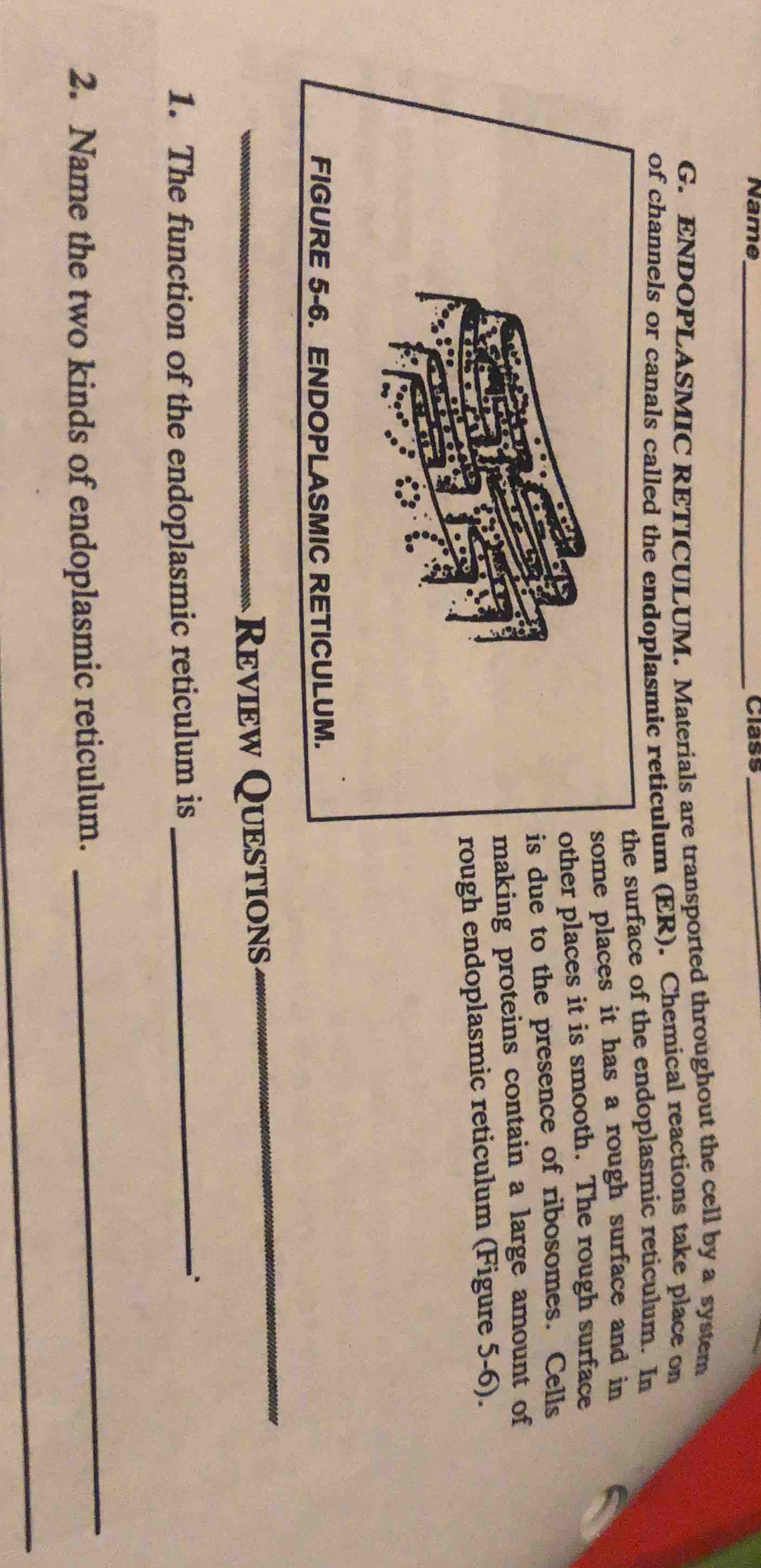 g. endoplasmic reticulum. materials are transported throughout the cell…