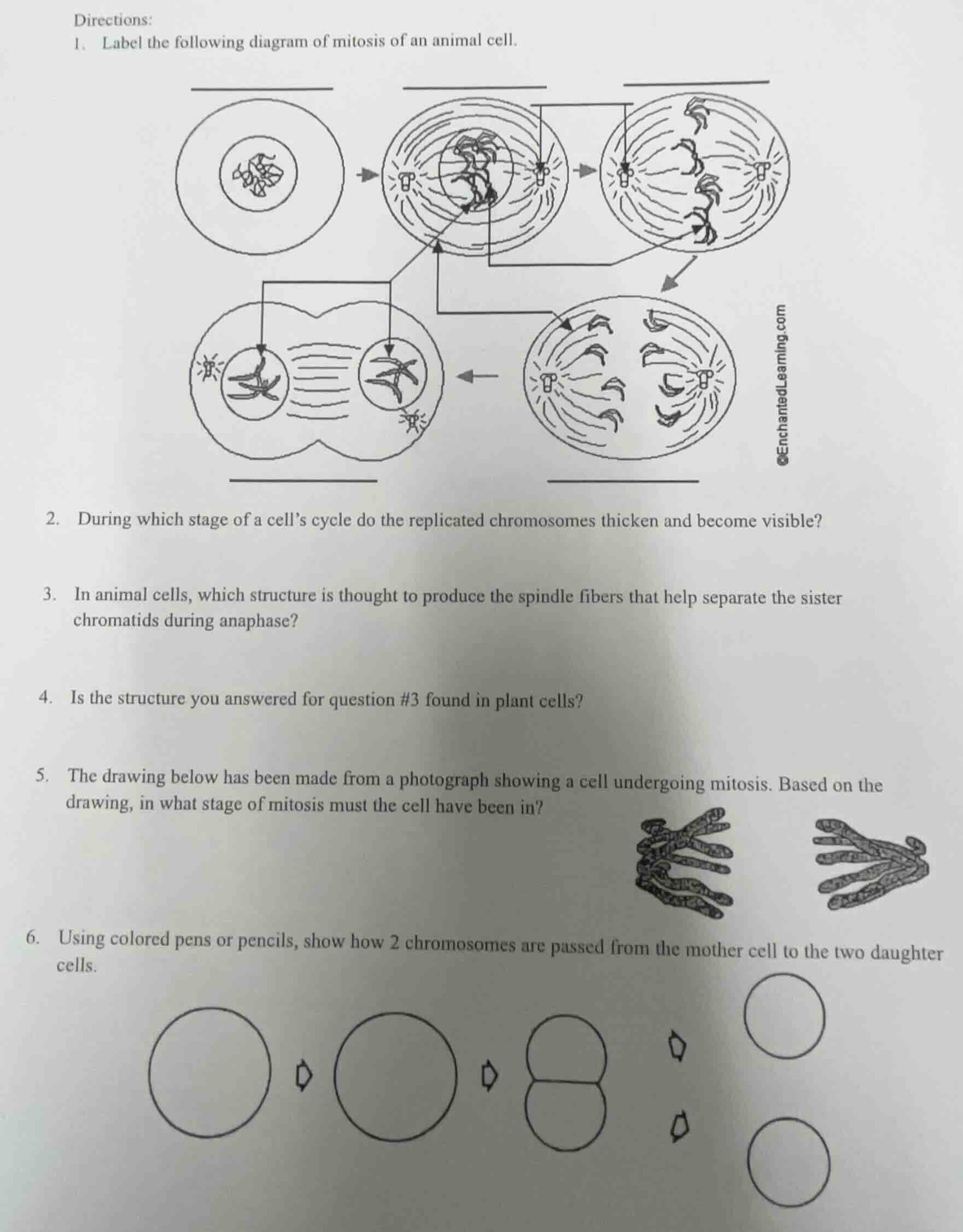 directions: 1. label the following diagram of mitosis of an animal cell…