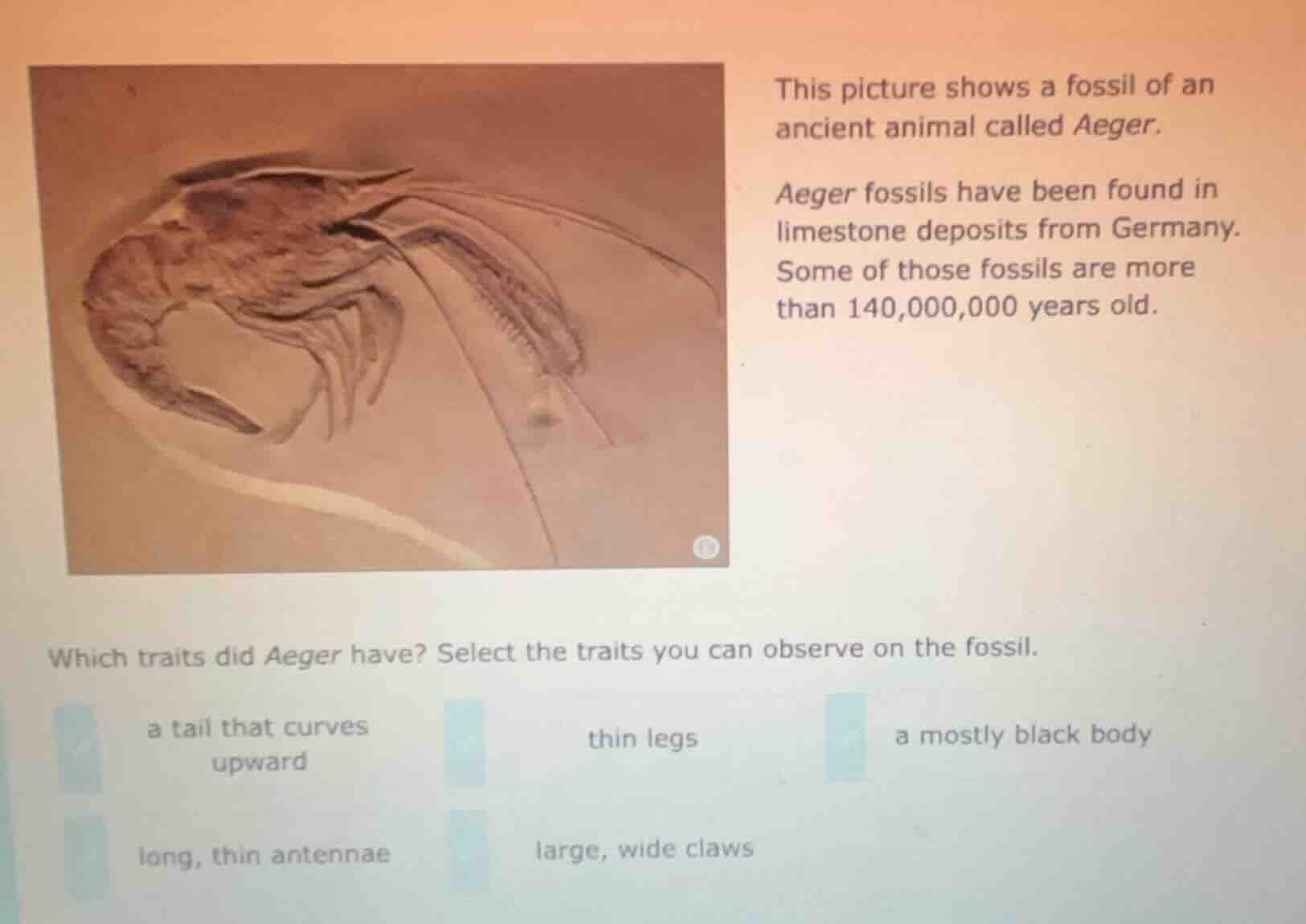 this picture shows a fossil of an ancient animal called aeger. aeger fo…