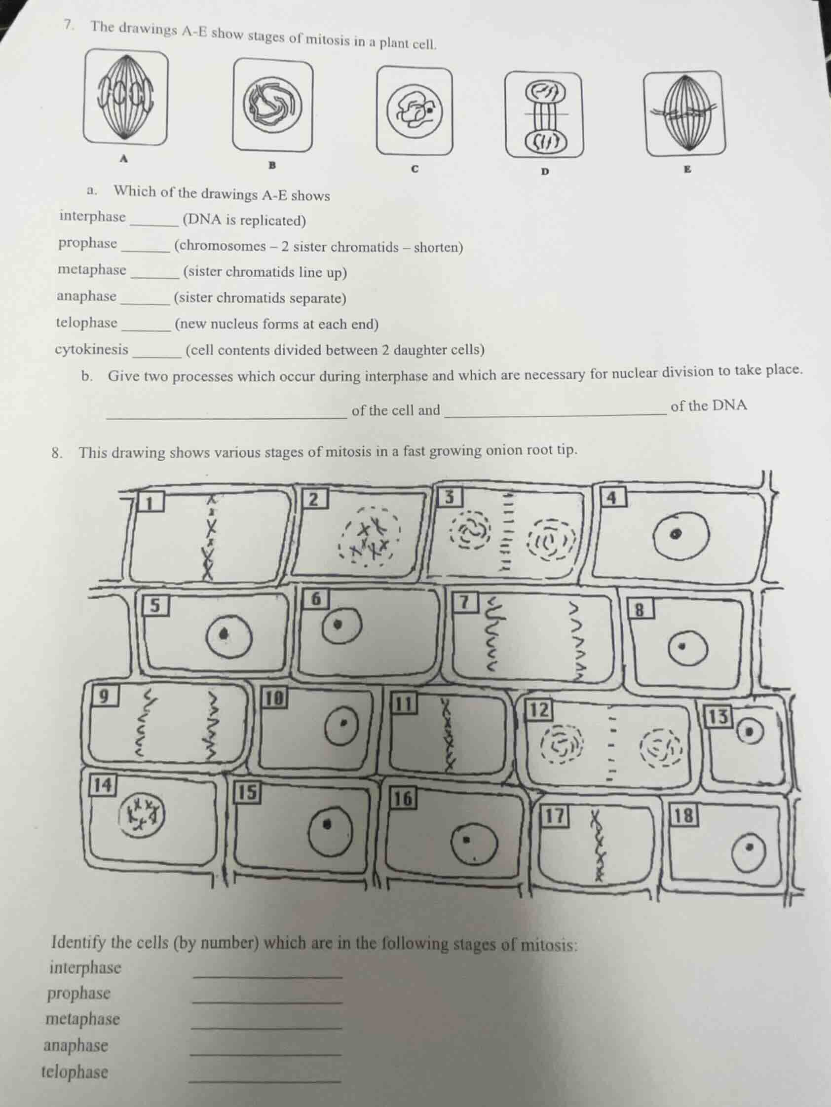 7. the drawings a - e show stages of mitosis in a plant cell. a. which …
