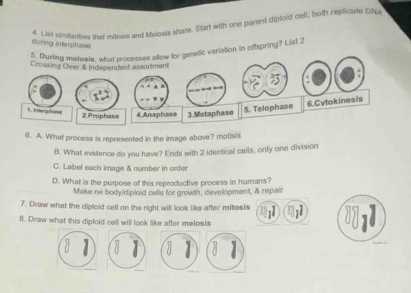 4. list similarities that mitosis and meiosis share. start with one par…