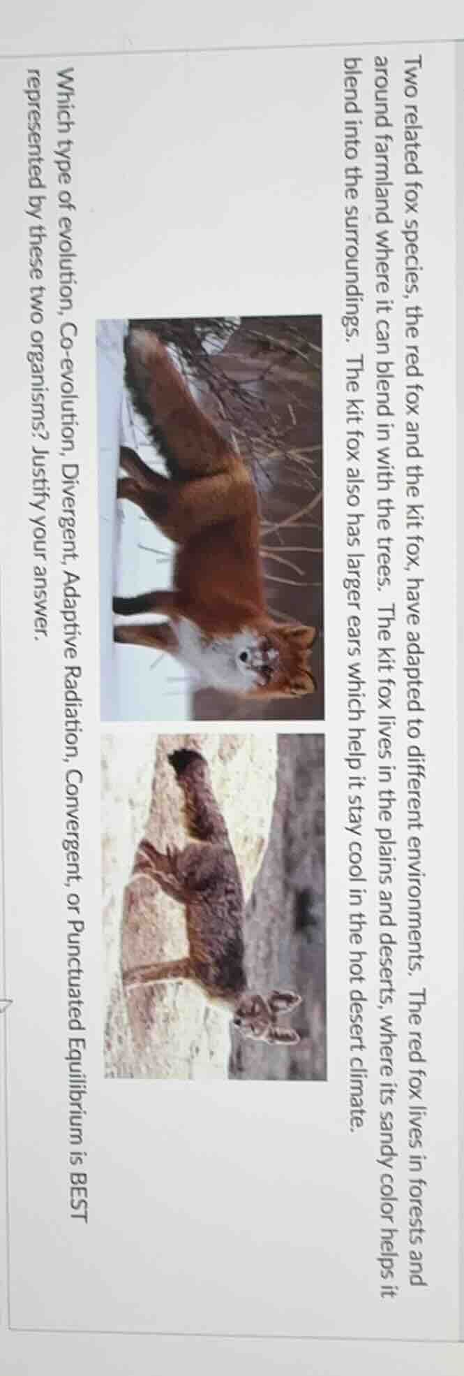 two related fox species, the red fox and the kit fox, have adapted to d…