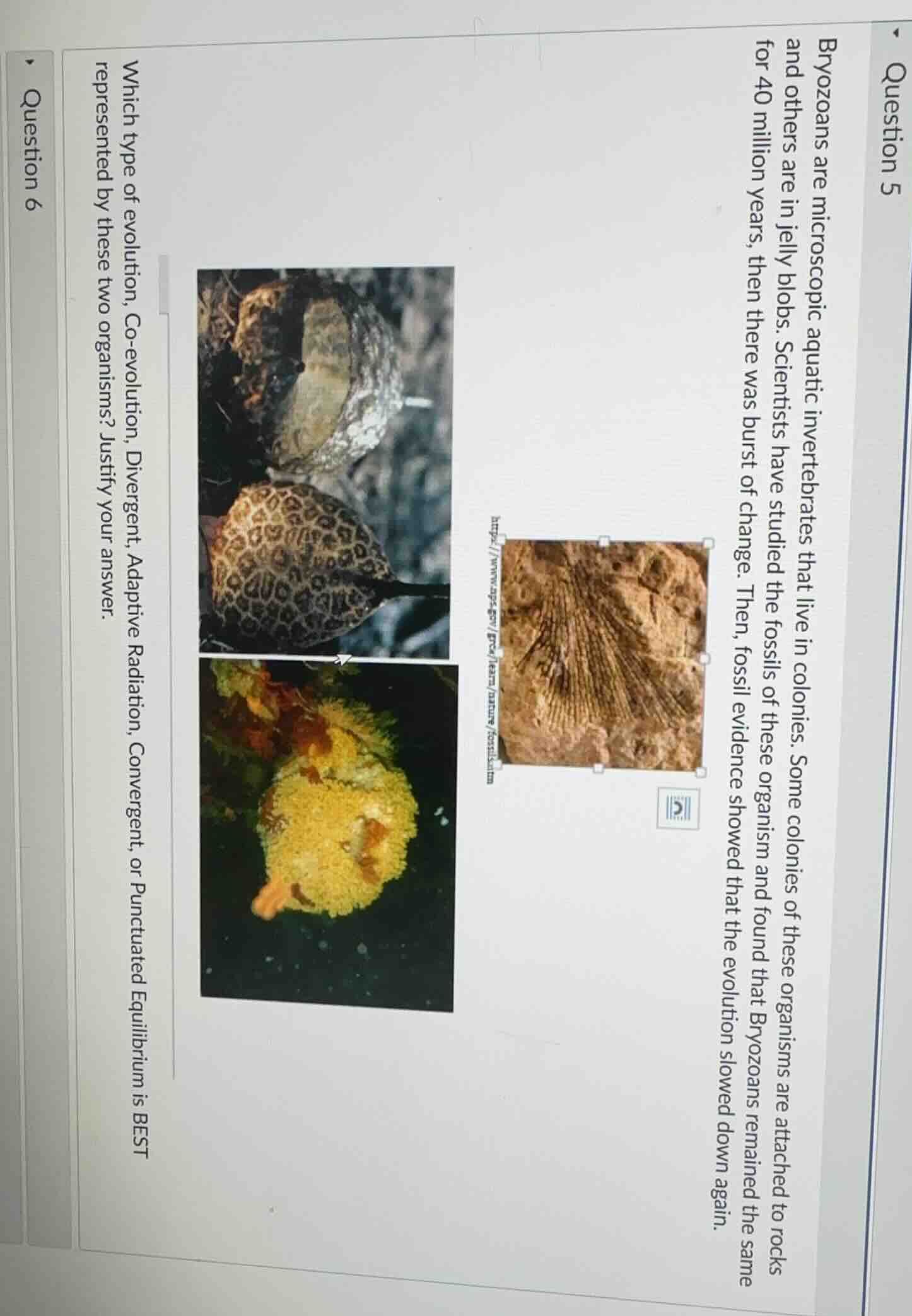 question 5 bryozoans are microscopic aquatic invertebrates that live in…