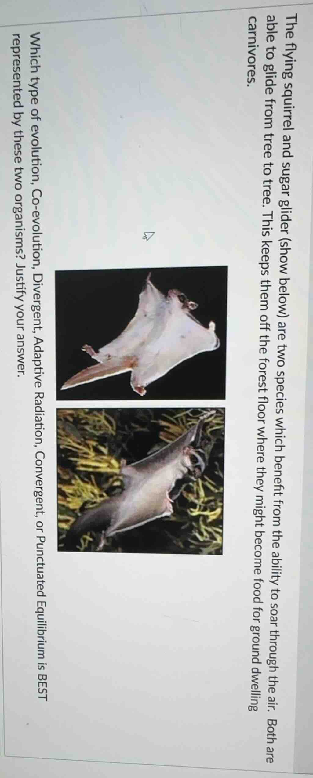 the flying squirrel and sugar glider (show below) are two species which…