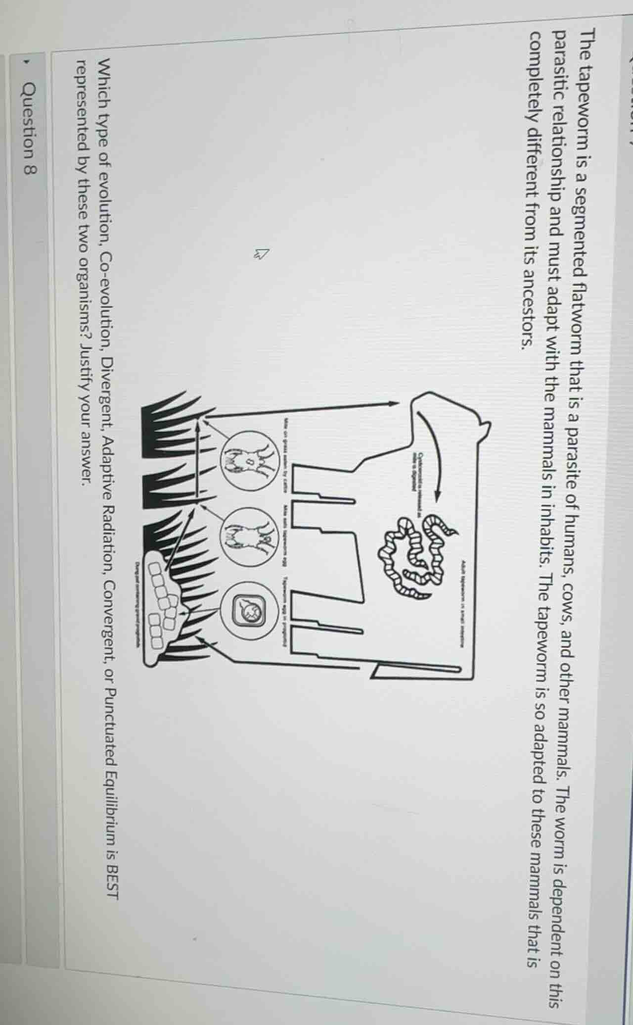 question 8 the tapeworm is a segmented flatworm that is a parasite of h…