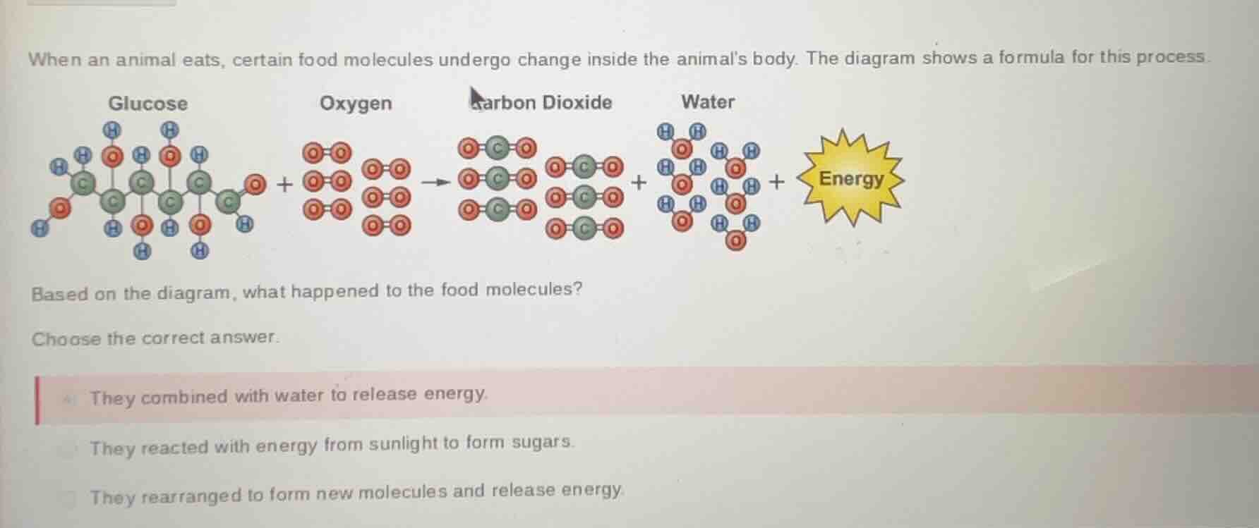 when an animal eats, certain food molecules undergo change inside the a…