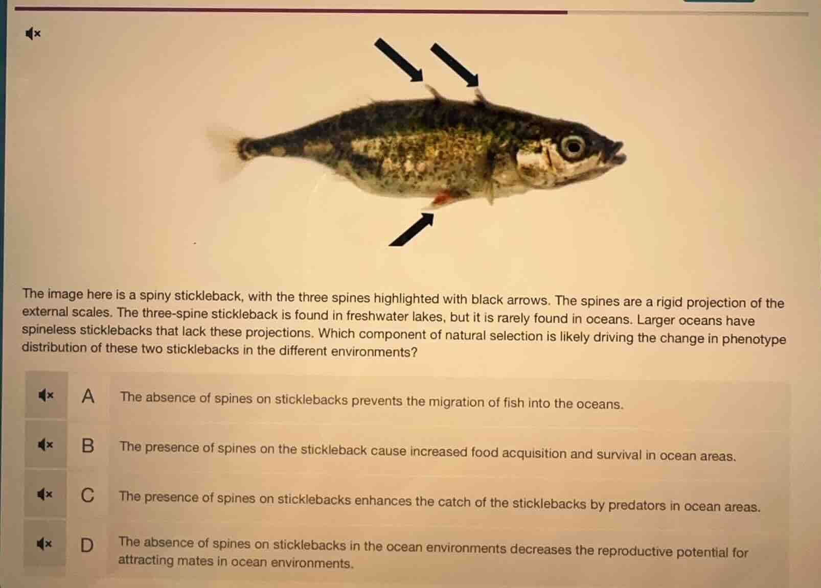the image here is a spiny stickleback, with the three spines highlighte…