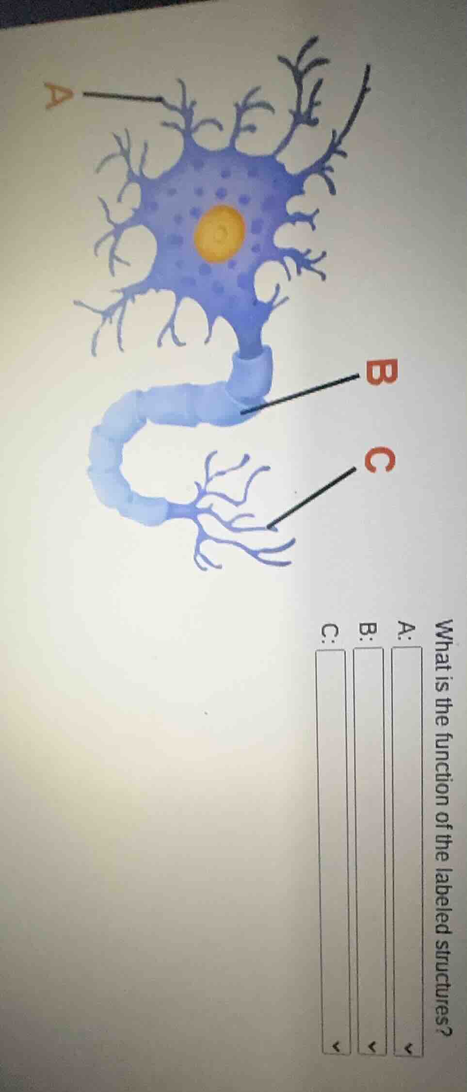 what is the function of the labeled structures? a: b: c:
