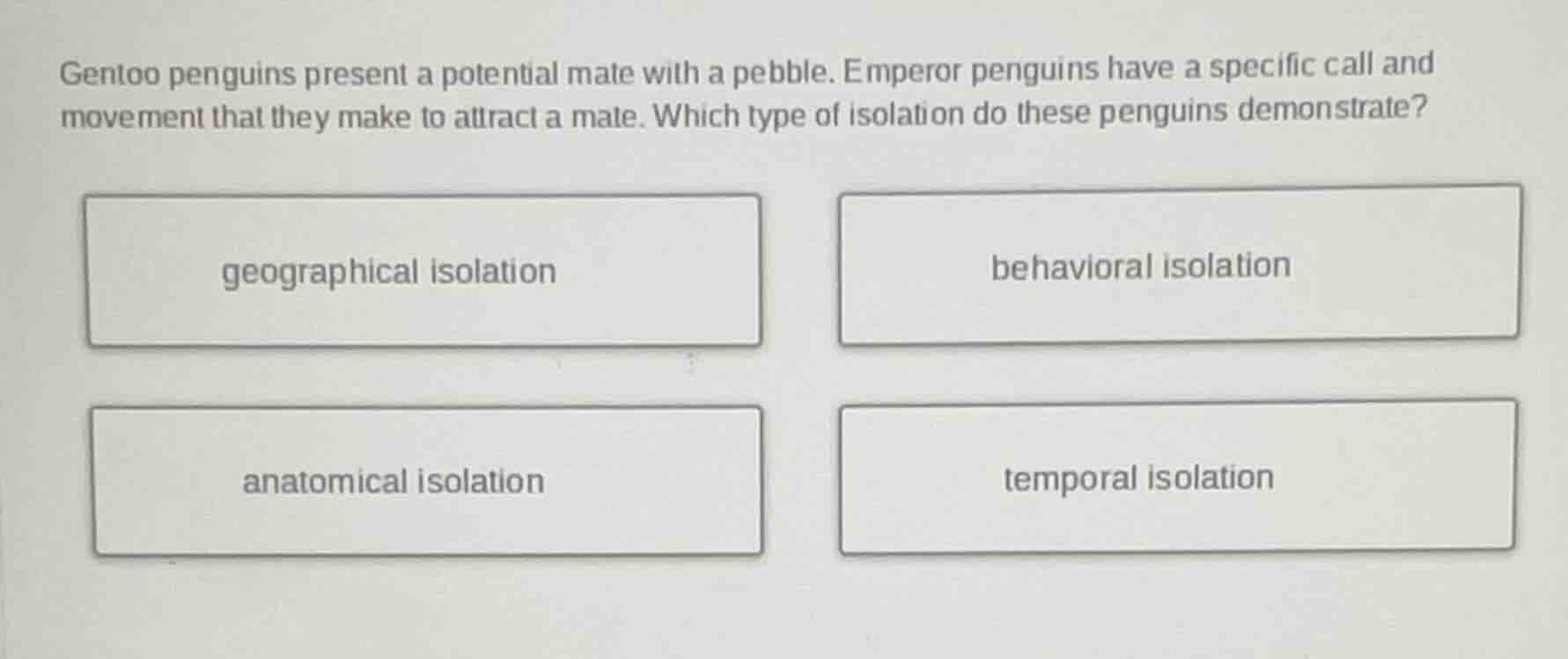 gentoo penguins present a potential mate with a pebble. emperor penguin…