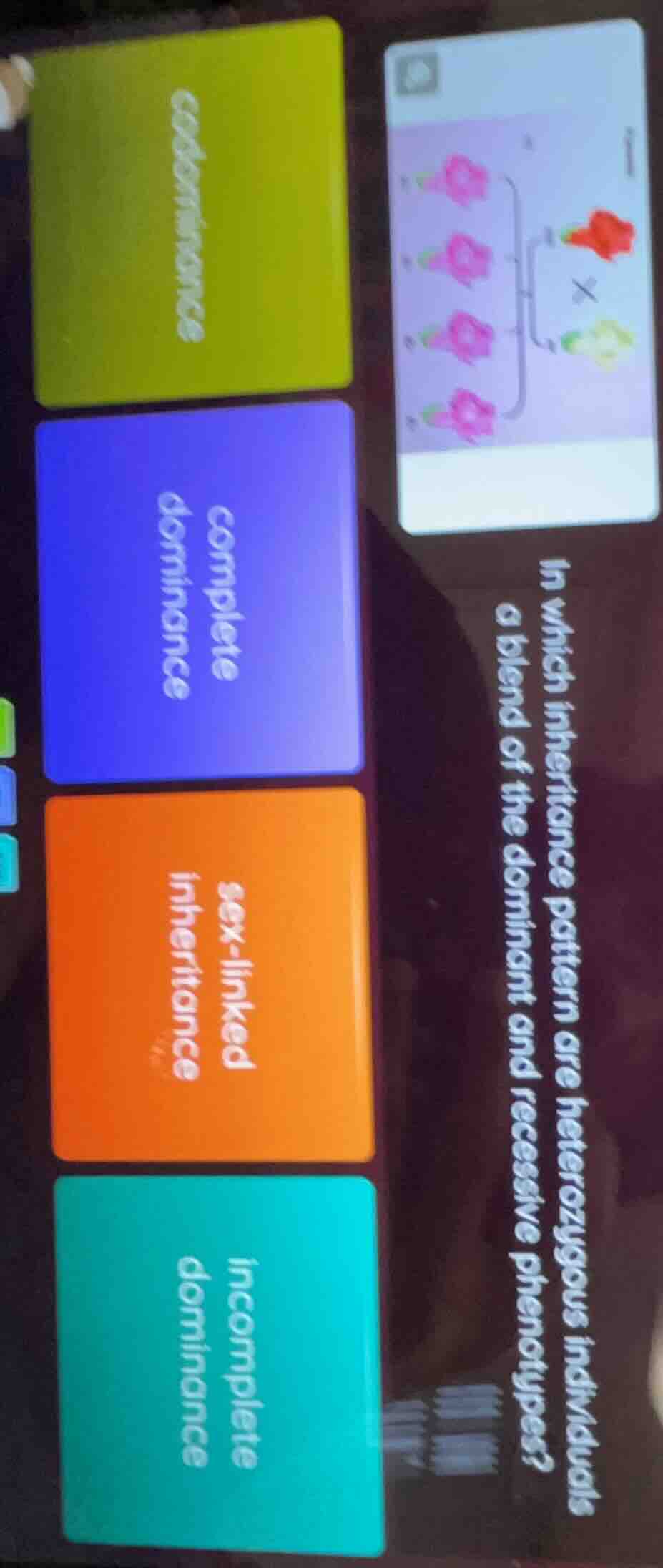in which inheritance pattern are heterozygous individuals a blend of th…