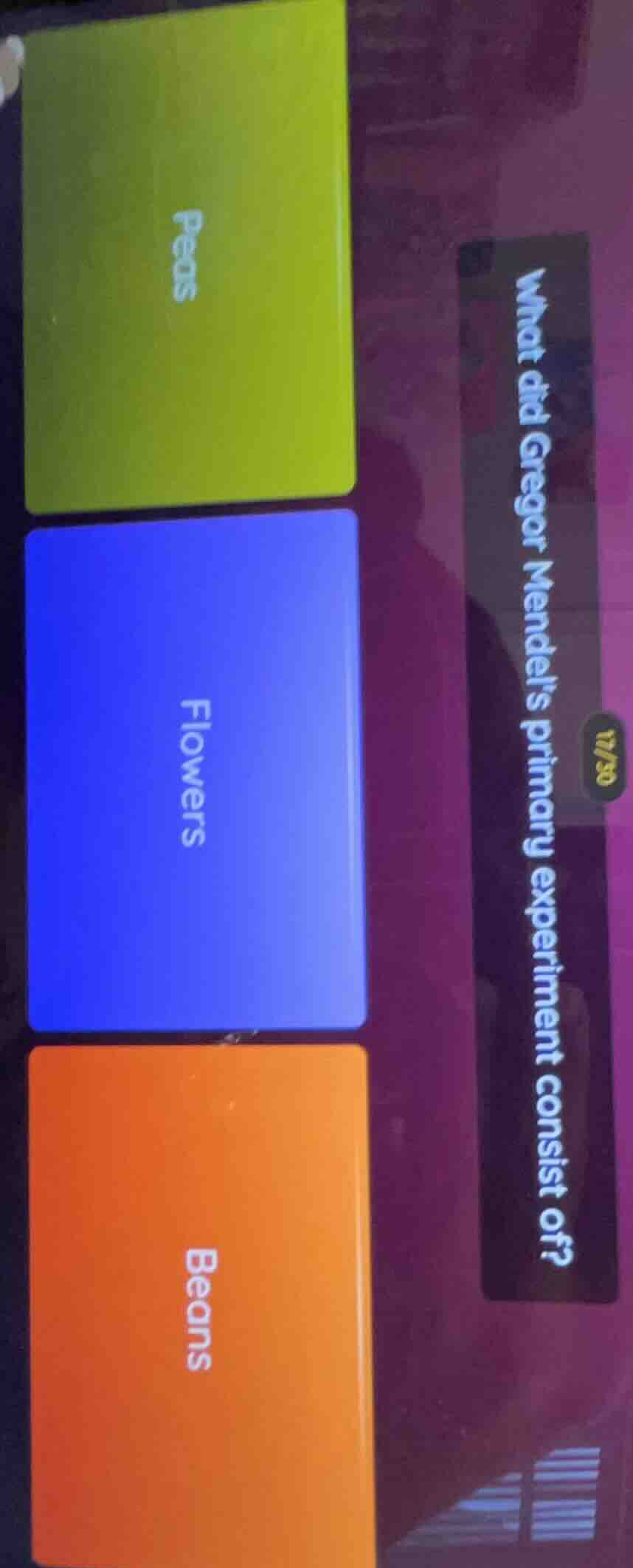 what did gregor mendels primary experiment consist of? peas flowers bea…