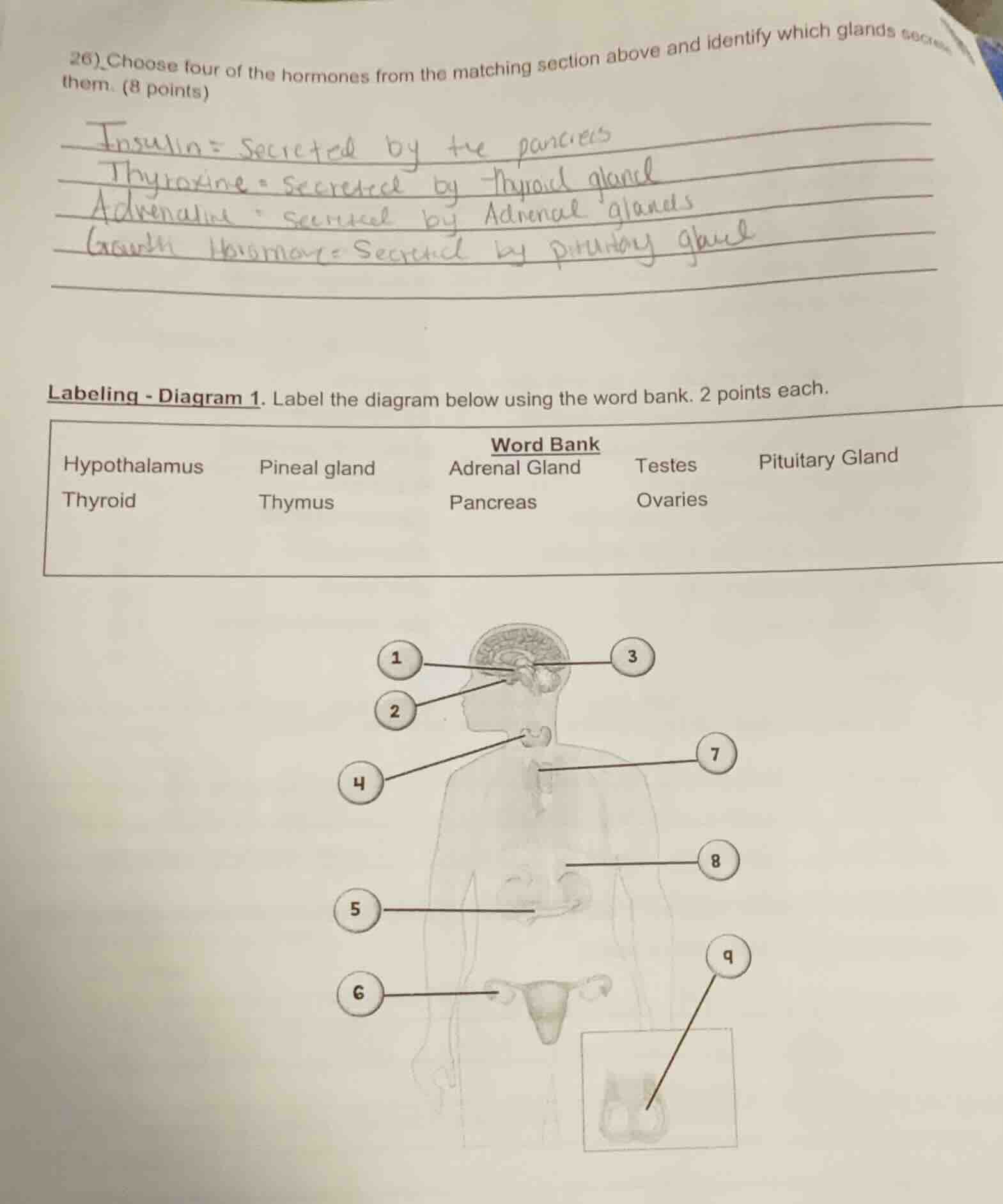26) choose four of the hormones from the matching section above and ide…