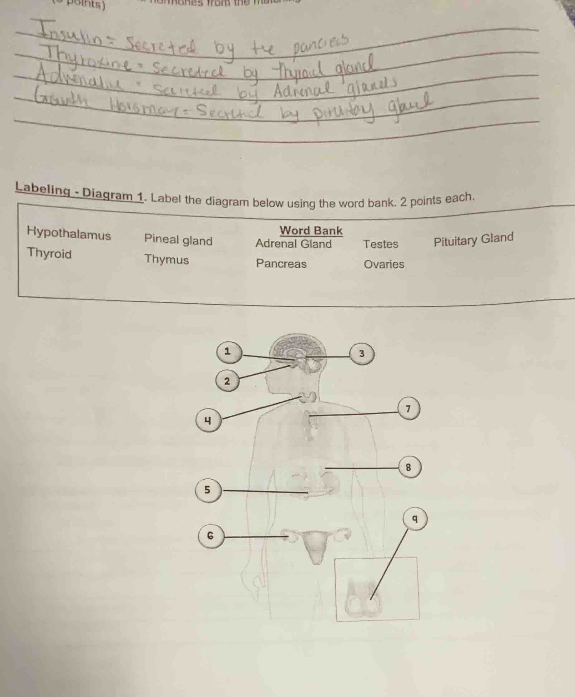 labeling - diagram 1. label the diagram below using the word bank. 2 po…