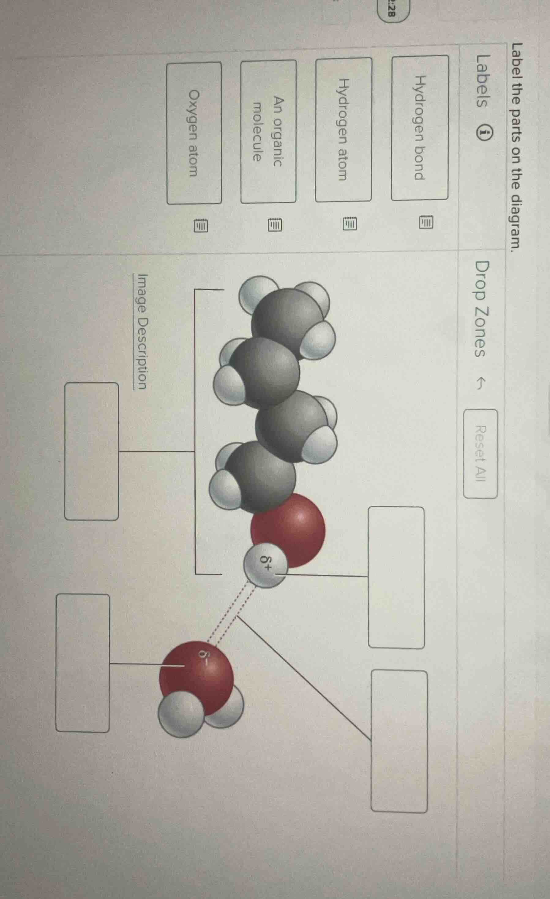 label the parts on the diagram. labels hydrogen bond hydrogen atom an o…