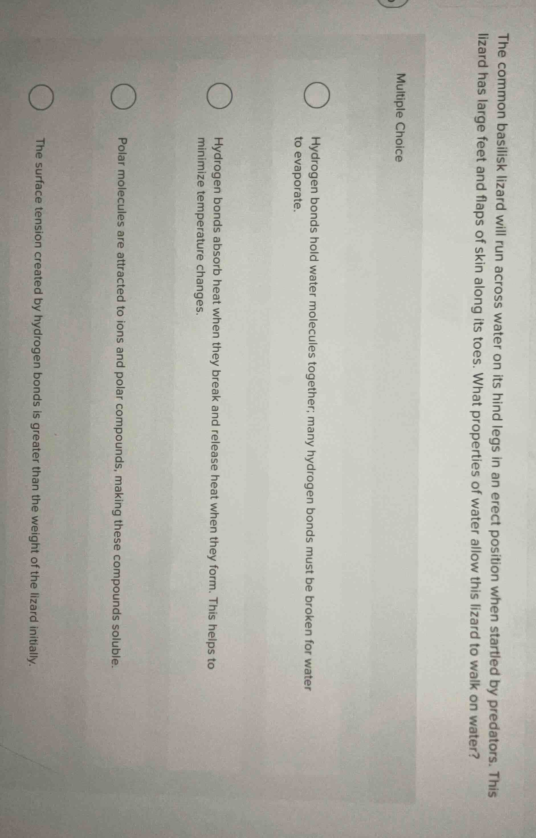 multiple choice the common basilisk lizard will run across water on its…