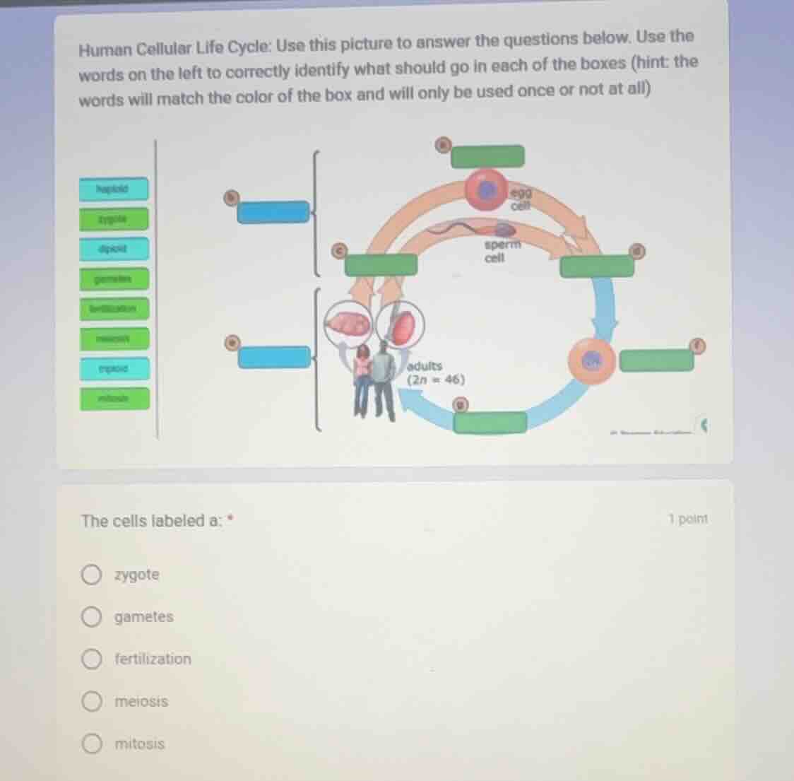 human cellular life cycle: use this picture to answer the questions bel…