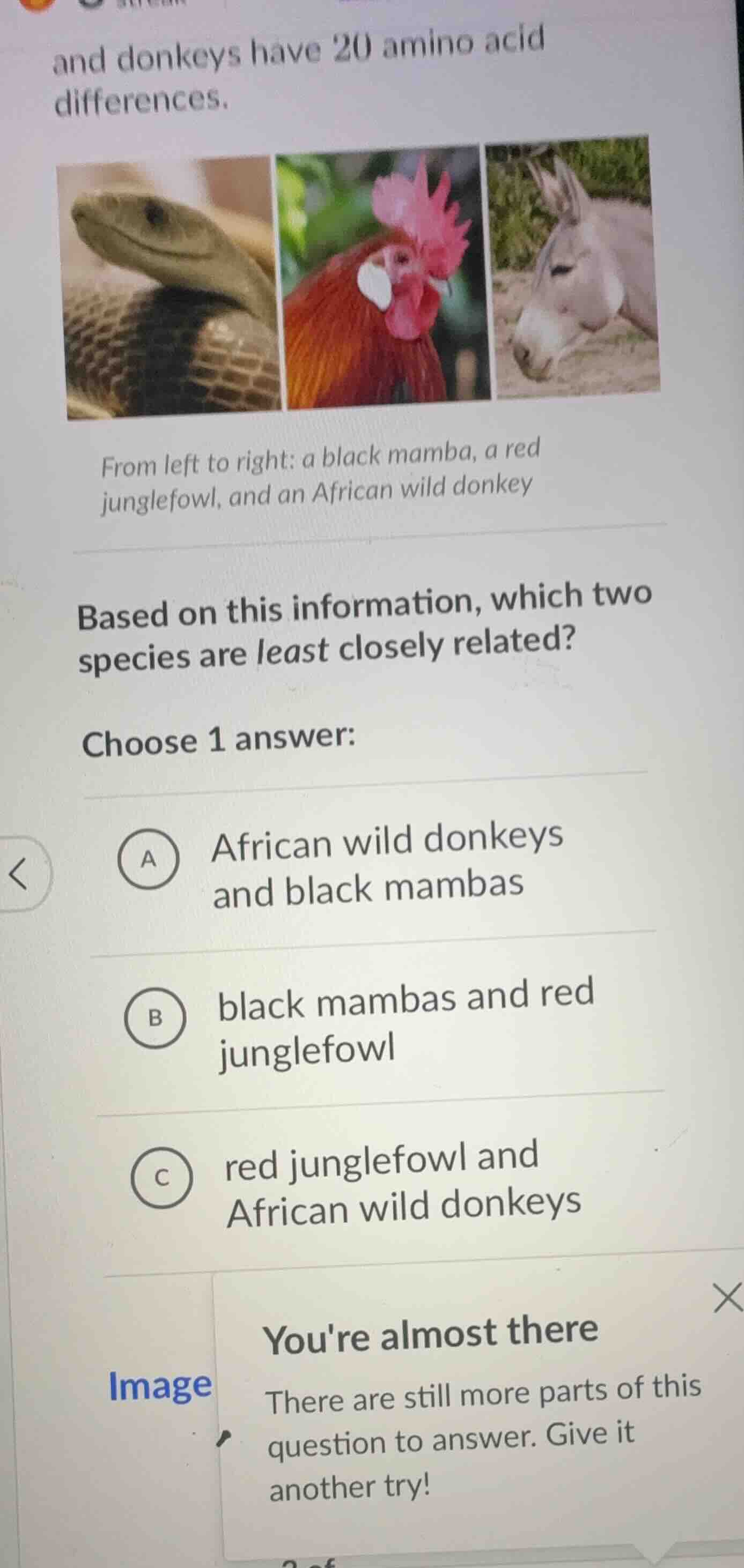 and donkeys have 20 amino acid differences. from left to right: a black…