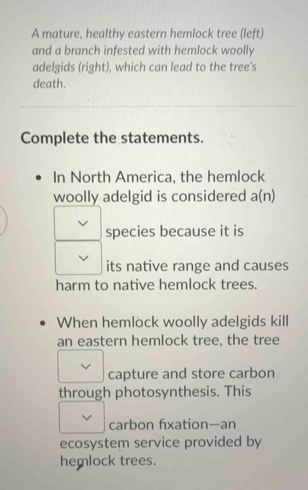 a mature, healthy eastern hemlock tree (left) and a branch infested wit…