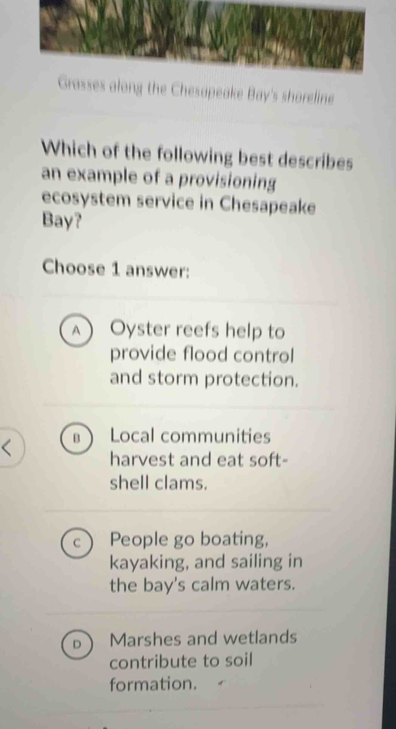 grasses along the chesapeake bays shoreline which of the following best…