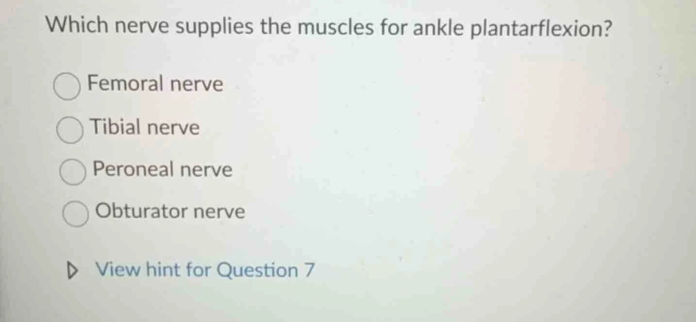 which nerve supplies the muscles for ankle plantarflexion? femoral nerv…