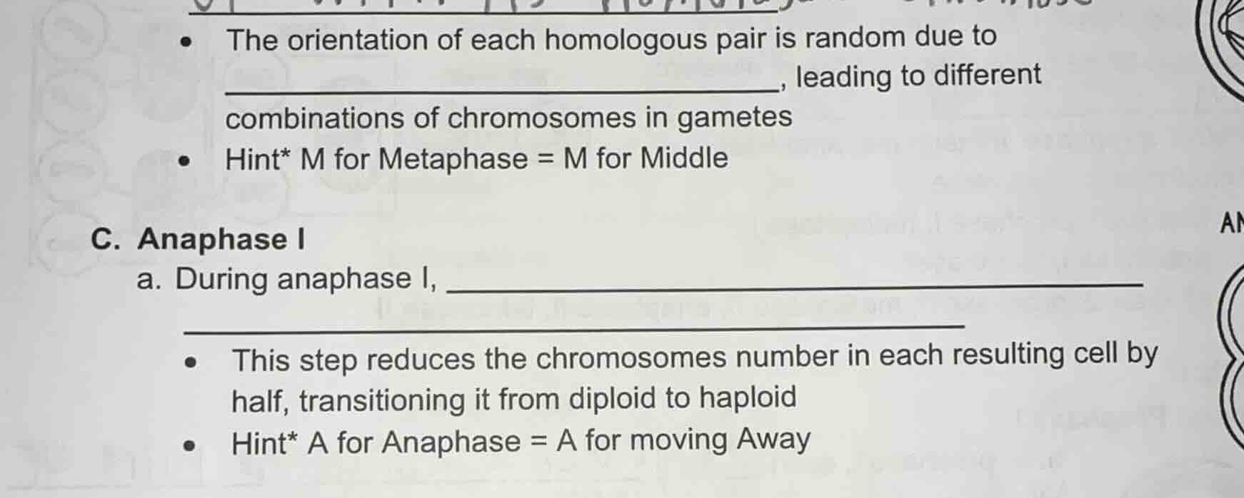 • the orientation of each homologous pair is random due to ____________…