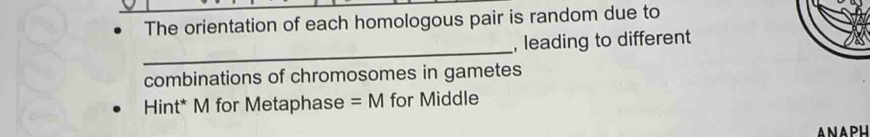 the orientation of each homologous pair is random due to ____________, …
