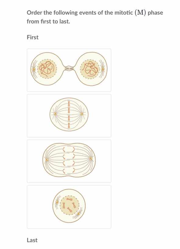 order the following events of the mitotic (m) phase from first to last.…