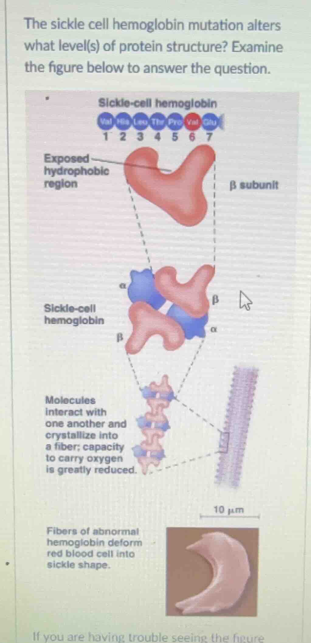 the sickle cell hemoglobin mutation alters what level(s) of protein str…