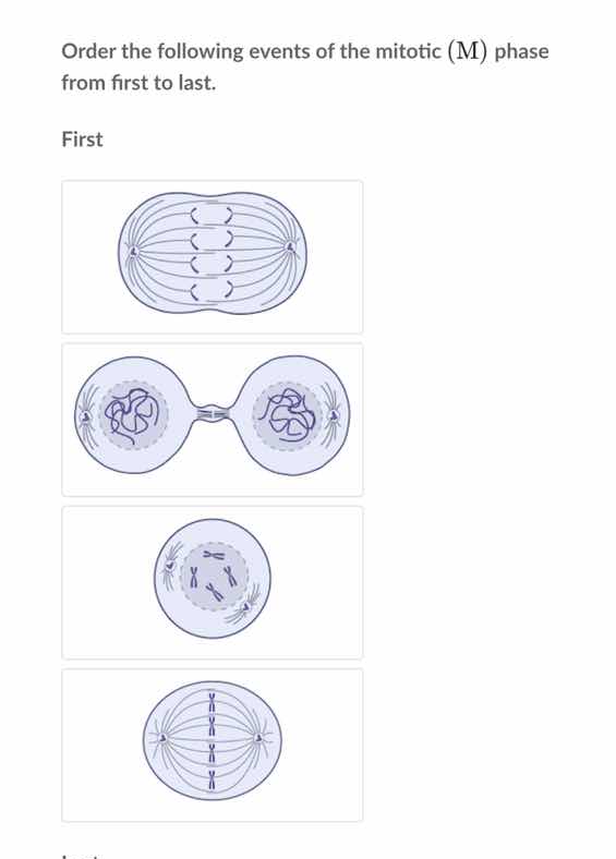 order the following events of the mitotic (m) phase from first to last.…