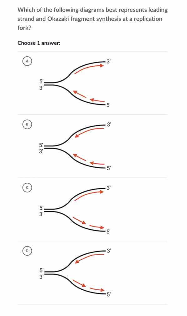 which of the following diagrams best represents leading strand and okaz…