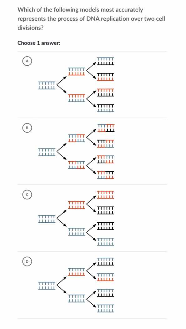 which of the following models most accurately represents the process of…