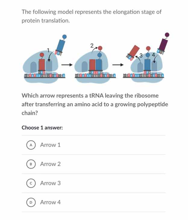 the following model represents the elongation stage of protein translat…