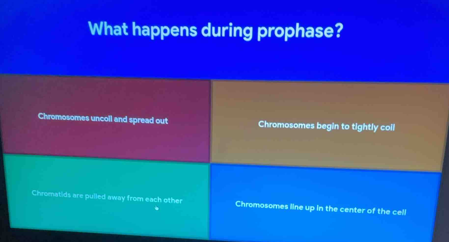 what happens during prophase? chromosomes uncoil and spread out; chromo…