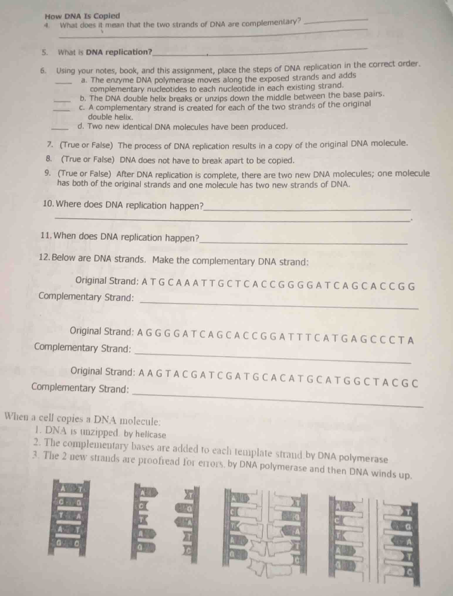 how dna is copied 4. what does it mean that the two strands of dna are …