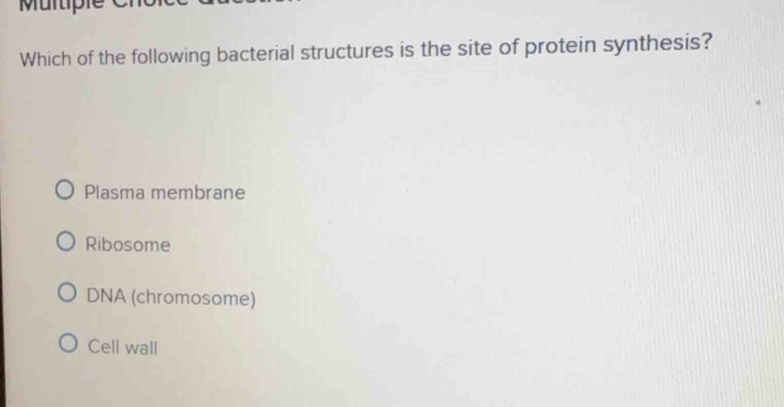 which of the following bacterial structures is the site of protein synt…