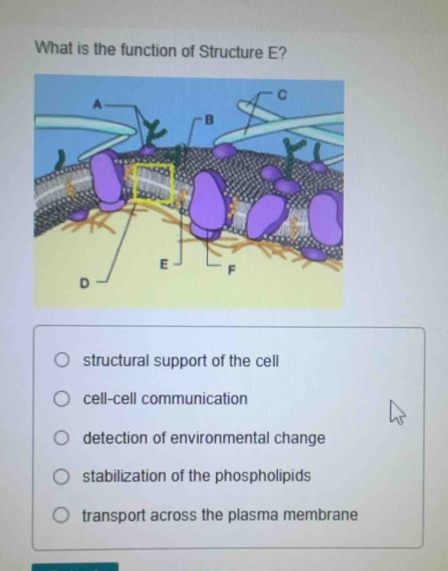 what is the function of structure e? options: structural support of the…