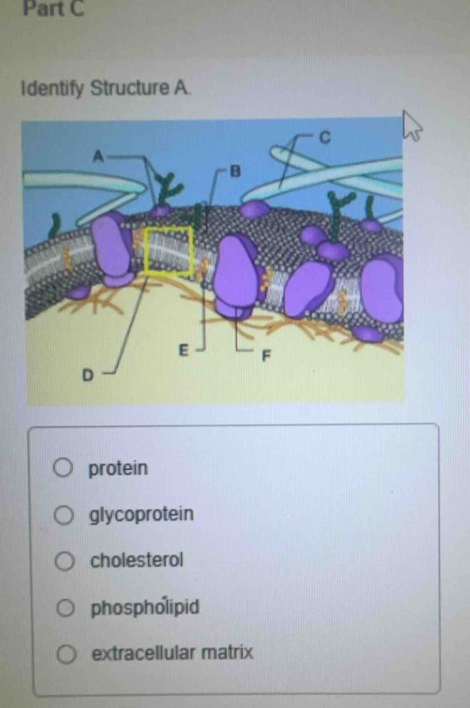 part c identify structure a. image of cell membrane structure with labe…