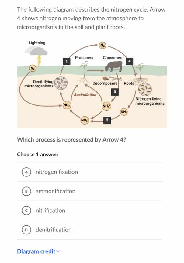 the following diagram describes the nitrogen cycle. arrow 4 shows nitro…