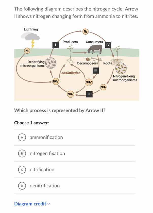 the following diagram describes the nitrogen cycle. arrow ii shows nitr…