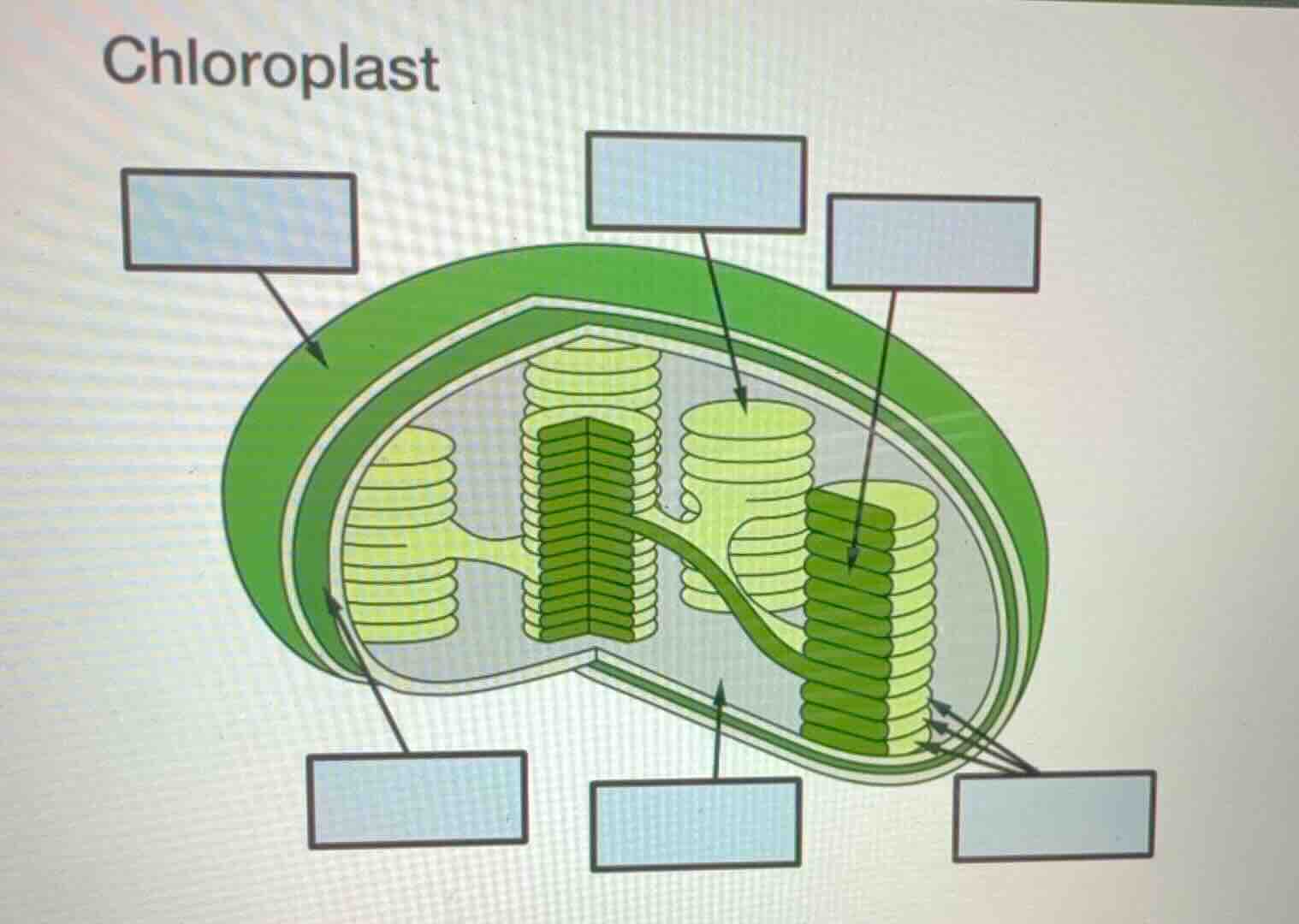 chloroplast