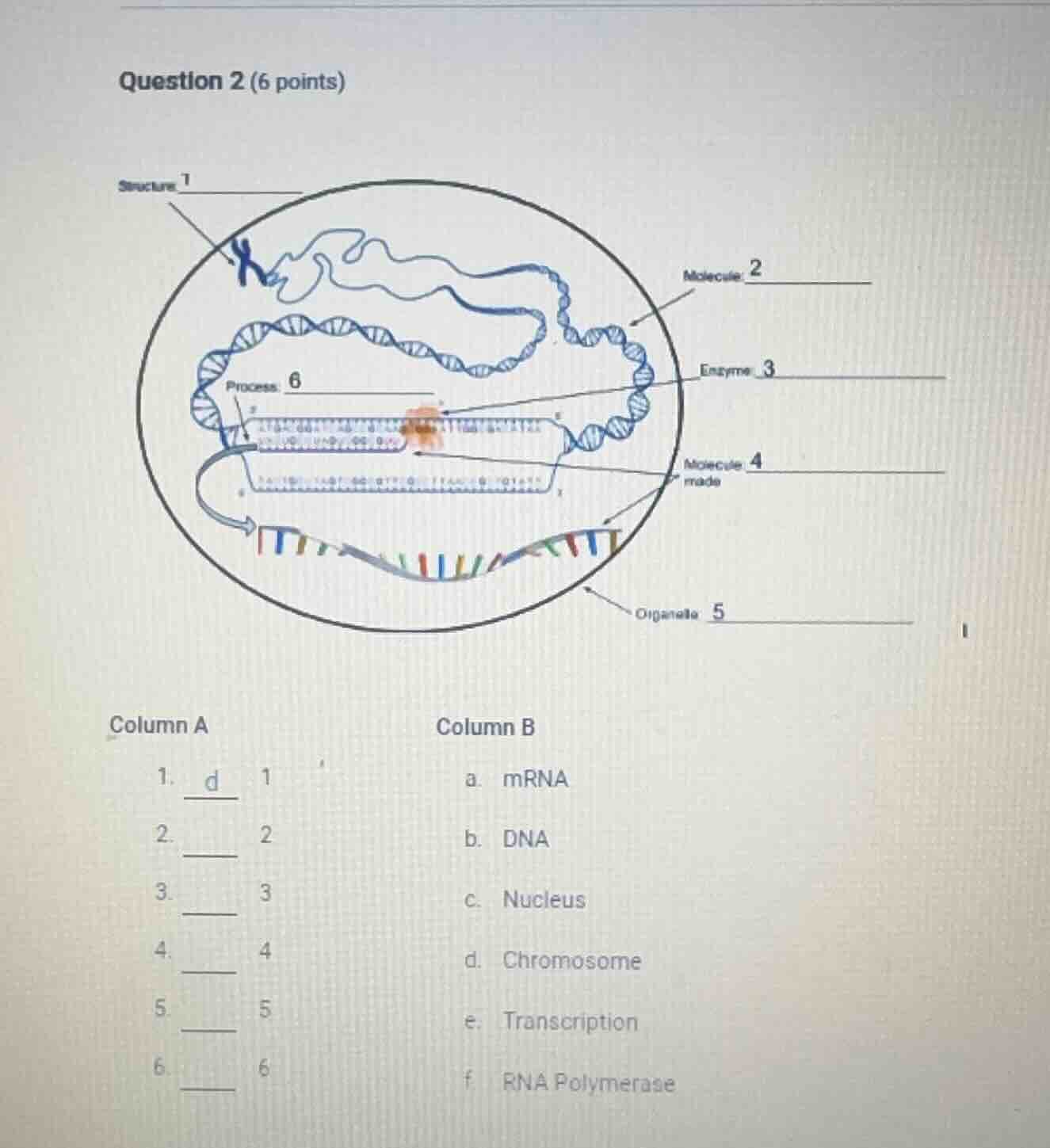 question 2 (6 points) column a\tcolumn b 1. \t\ta. mrna 2. \t\tb. dna 3…
